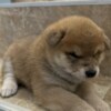 Shiba Inu Shiba Inu puppies