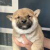 Shiba Inu Shiba Inu puppies