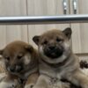 Shiba Inu Shiba Inu puppies