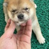 Shiba Inu Shiba Inu puppies