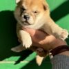 Shiba Inu Shiba Inu puppies