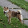 Shiba Inu Shiba Inu puppies