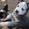 Australian Cattle Dog Australian cattle dog puppies