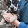 Australian Cattle Dog Australian cattle dog puppies