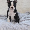Boston Terrier X-MASS Gorgeous Boston Terrier Puppies For Sale 470-673-7509