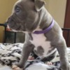 American Pit Bull Terrier Pitbullpuppiesforsale