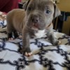 American Pit Bull Terrier Pitbullpuppiesforsale