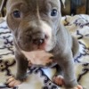American Pit Bull Terrier Pitbullpuppiesforsale