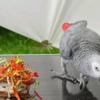 African Grey Parrot African grey parrots for adoption