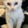 American Shorthair Stacy need a home