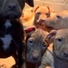 American Pit Bull Terrier American Pit Bull Terrier puppies