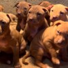 American Pit Bull Terrier American Pit Bull Terrier puppies