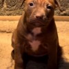 American Pit Bull Terrier American Pit Bull Terrier puppies