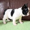 French Bulldog French Bulldog puppies