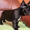 French Bulldog French Bulldog puppies