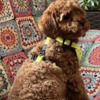 Poodle Toy Poodle Puppies for Sale