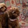 Poodle Toy Poodle Puppies for Sale