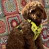 Poodle Toy Poodle Puppies for Sale