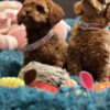 Poodle Toy Poodle Puppies for Sale