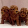 Poodle RED POODLES PREMIUM
