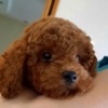Poodle RED POODLES PREMIUM