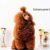 Poodle RED POODLES PREMIUM