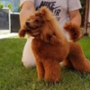 Poodle RED POODLES PREMIUM