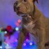 Other American bully puppies