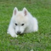 Siberian Husky Siberian Husky male puppy