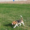 Beagle Beagle