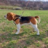 Beagle Beagle