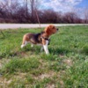 Beagle Beagle