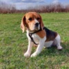 Beagle Beagle