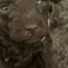 Poodle Poodle Puppies for Sale