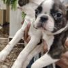 Boston Terrier Boston terrier puppies