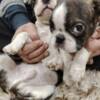 Boston Terrier Boston terrier puppies