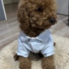 Poodle Red Toy Poodle puppies for sale