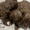 Poodle Red Toy Poodle puppies for sale