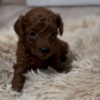 Poodle Red Toy Poodle puppies for sale