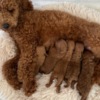 Poodle Red Toy Poodle puppies for sale