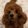 Poodle Red Toy Poodle puppies for sale