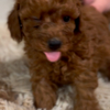 Poodle Red Toy Poodle puppies for sale
