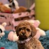 Poodle Toy Poodle puppies