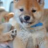 Shiba Inu Shiba Inu puppies