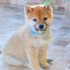 Shiba Inu Shiba Inu puppies