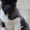 American Akita American Akita puppies