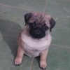 Pug Pug  puppies