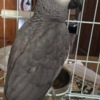 African Grey Parrot African Grey parrots