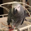 African Grey Parrot African Grey parrots