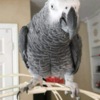 African Grey Parrot African Grey parrots